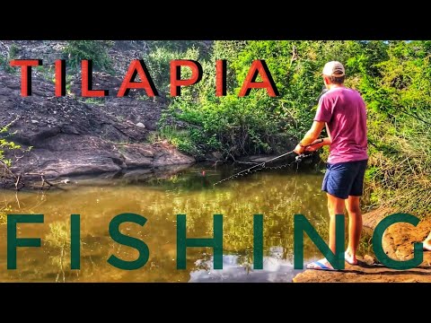 Catching over 50 Bream/Tilapia/Kurper in a tiny pool!+catfish in the road!