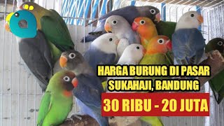 Harga Lovebird & Burung Paruh Bengkok di Pasar Sukahaji Bandung 2020-2021 by Bird Day 51,958 views 3 years ago 9 minutes, 1 second