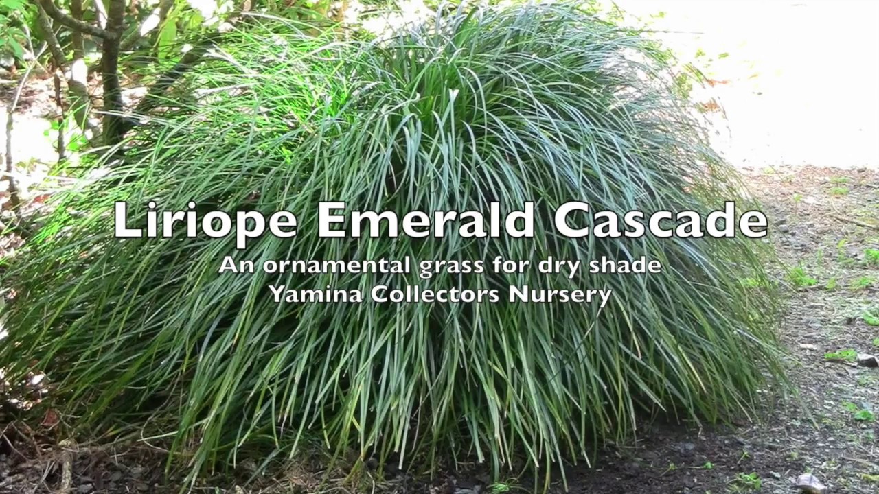 grasses for shade ornamental ornamental grasses liriope emerald cascade weeping grass for dry shade grasses for shade ornamental ornamental grasses liriope emerald cascade weeping grass for dry shade