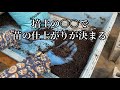 苗作り成功の秘訣は培土にあり！【ブロッコリー栽培】種まき〜苗の育て方　22/8/9