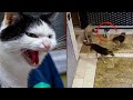 Mama Cat Attacks Dogs That Were Threatening Her Kitten