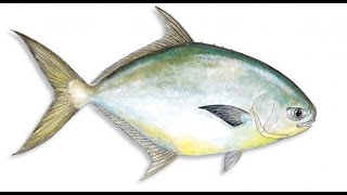 Pompano Surf Fishing Tips by Pompano Brownie 2,319 views 4 years ago 9 minutes, 59 seconds