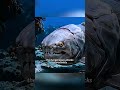 Jika Dunkleosteus Hidup di Lautan Modern, Bisakah Ia Menjadi Penguasa Laut? #movie #giveusourstole