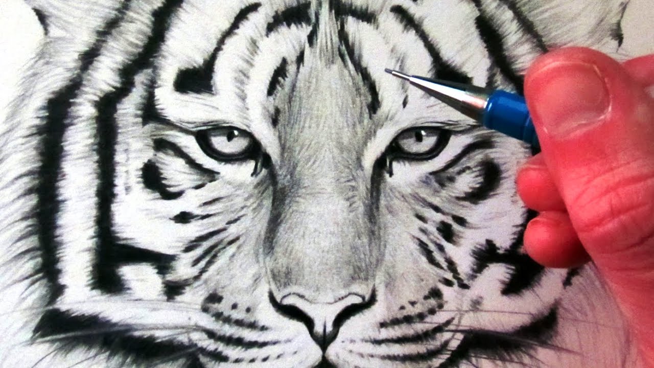 How to Draw a Tiger - YouTube