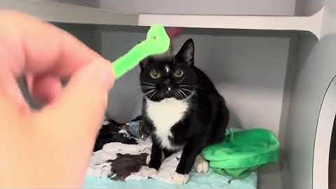 Magnus 240852 is feeling soooo much better🐯