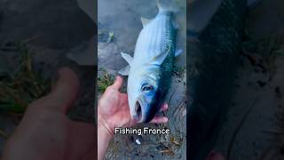 🐟?Fishing in France 🎣 #fishingfrance#рыбалкавофранции  #fishing.fr#рыбы  #fishing # #pêche