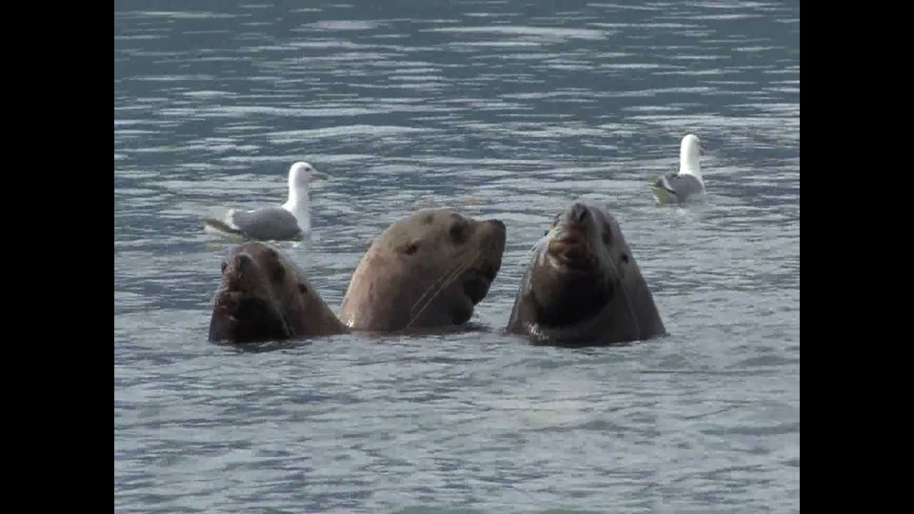 Steller sea lion and sea otter, Valdez, Alaska, USA YouTube