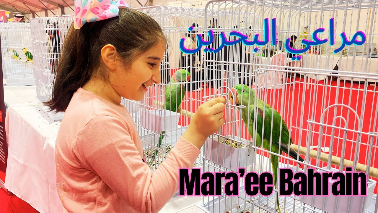 معرض مراعي البحرين ٢٠٢٤ | MARAEE BAHRAIN 2024 | Cow Boys | Animal, Birds