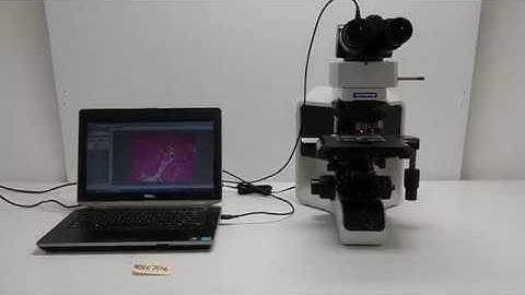Olympus BX43 Brightfield Microscope  [BOSTONIND] - 16706