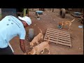 ADORABLES AMIGOS DE 4 PATAS