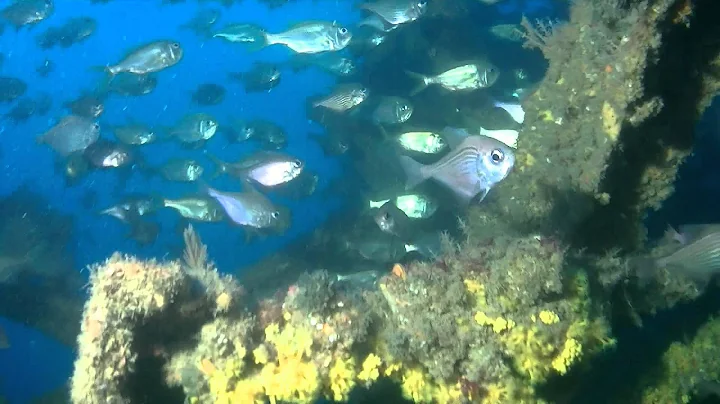 Diving the Pigott wreck 17 Dec 2011