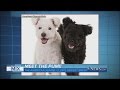 The Pumi | American Kennel Club Introduces Newest Breed の動画、YouTube動画。