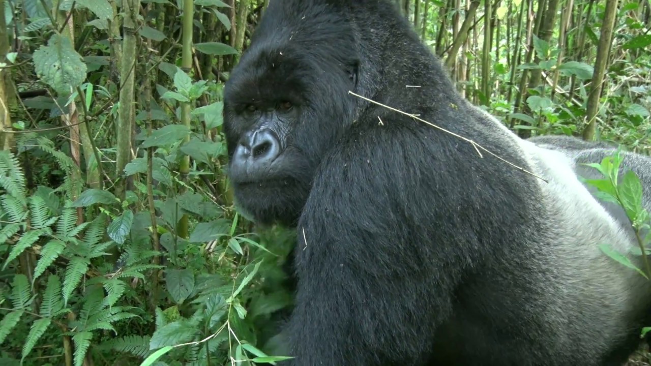 Kwita Izina 2017 Baby gorilla YouTube