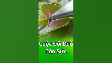 Cuộc đối đầu giữa cây bẫy kẹp và cây kim nhọn #shorts #câybẫykẹp #câybắtmồi