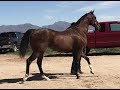 Horse races- Thoroughbred vs Quarter Horse 400yards