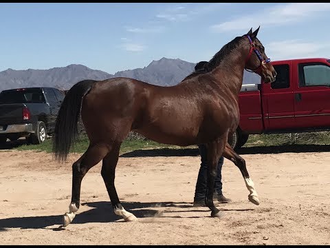 Vidéo: American Quarter Horse Race De Cheval Hypoallergénique, Santé Et Durée De Vie