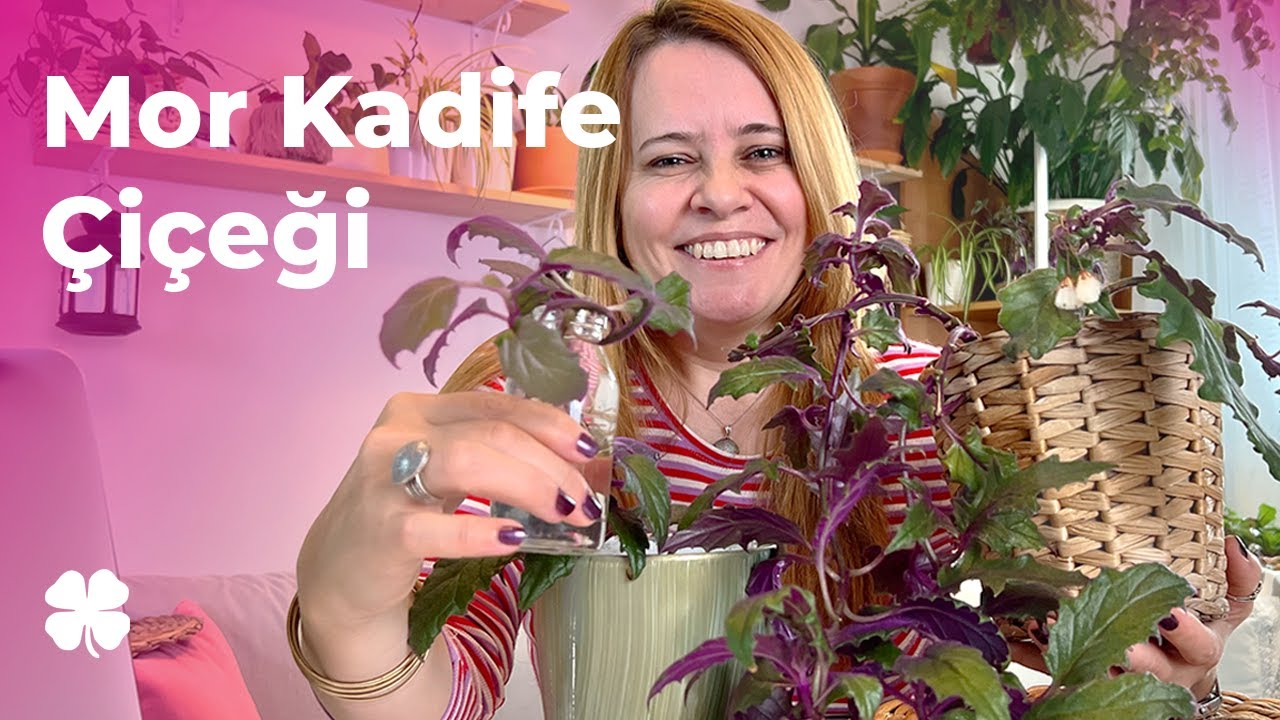Mor Kadife Çiçeği Bakımı Nasıl Yapılır? (Gynura aurantiaca) 👩‍🌾🌿