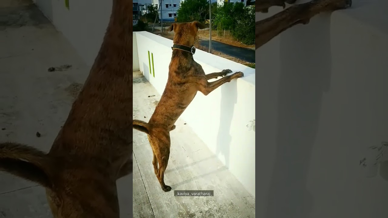 Gun maari Nippom 🤓