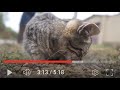 Ukraine Pet Rescue with Nick Tadd - Appeal