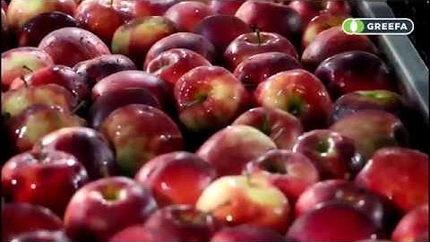 GREEFA SmartPackr at Fruitmasters