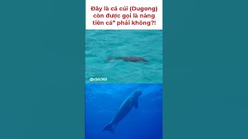 Có phải đây chính là cá cúi – loài ‘nàng tiên cá’ huyền thoại?”