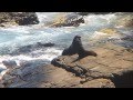 Australian Snippets #5_Fur Seals