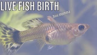 My Guppy Gave Birth To Her First Fry (Live Birth)! | Fishy Short Story #2