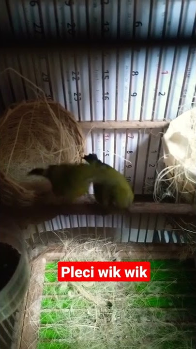 Pleci Birahi Langsung Kawin