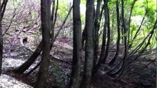 5月12日「天空のブナ林」(長岡市蓬平町)