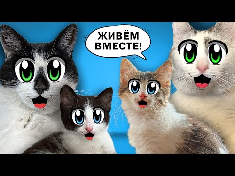 Видео: СМЕШНЫЕ КОТИКИ ЮГИ и ЯНИ! КОШКА МУРКА и КОТ МАЛЫШ приняли КОТЯТ в СЕМЬЮ А НУ-КА ДАВАЙ-КА!