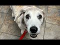 Come with senior Bella on a trip to the vet!