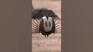Время потрясти шарами🐦 Звук шалфейного тетерева