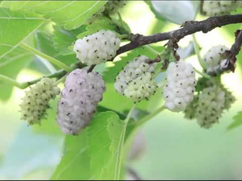 White Mulberry Fruit Health Benefits