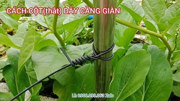 CÁCH CỘT DÂY (thắt dây) CĂNG GIÀN CHUYÊN DỤNG cho dưa, cà, chanh dây, nho... #thietbidienthanhtam