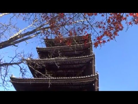 京都仁和寺で紅葉と五重塔を撮影Autumn leaves and five-story pagoda in Kyoto Ninna-ji Temple