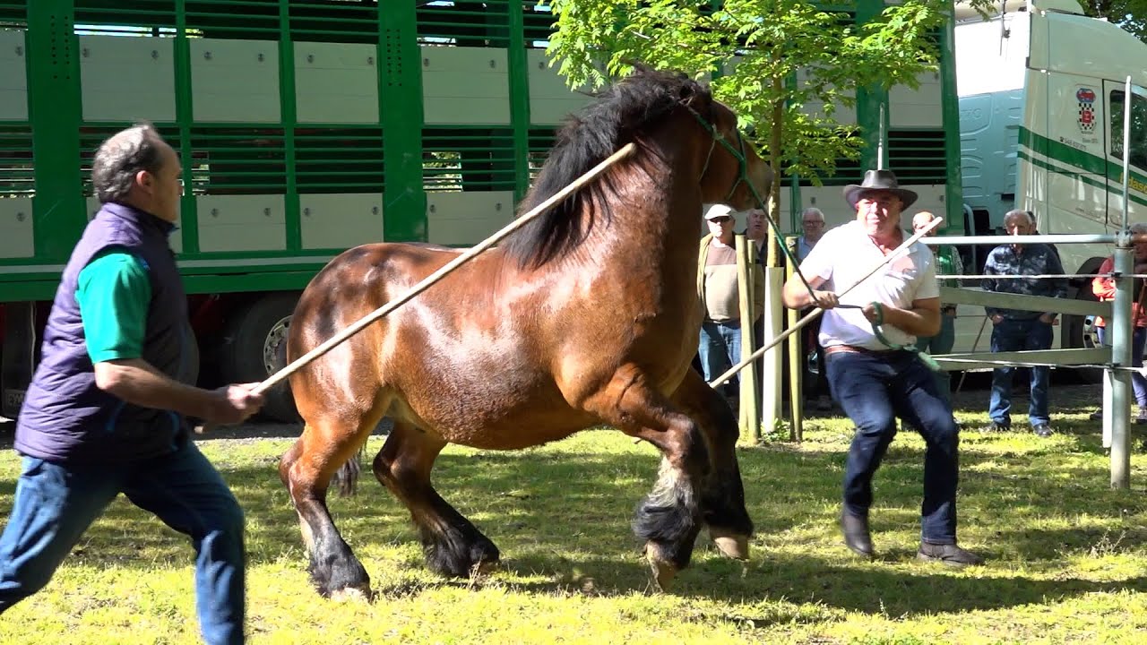 UDABERRIAKO FERIA 2025 ELIZONDO