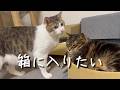 箱に入りたい