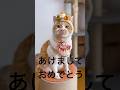 2026年、あけましておめでとうございます🐈🎍今年もよろしくね！　著作権に引っかかるからYouTubeの方ではBGM話だよ✨　#cat #もんちゃん #cute #cutecat #かわいい