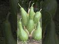 Young gourd tip from old gourd #camping #bushcraft #survival #facts #skills #lifehacks #outdoors
