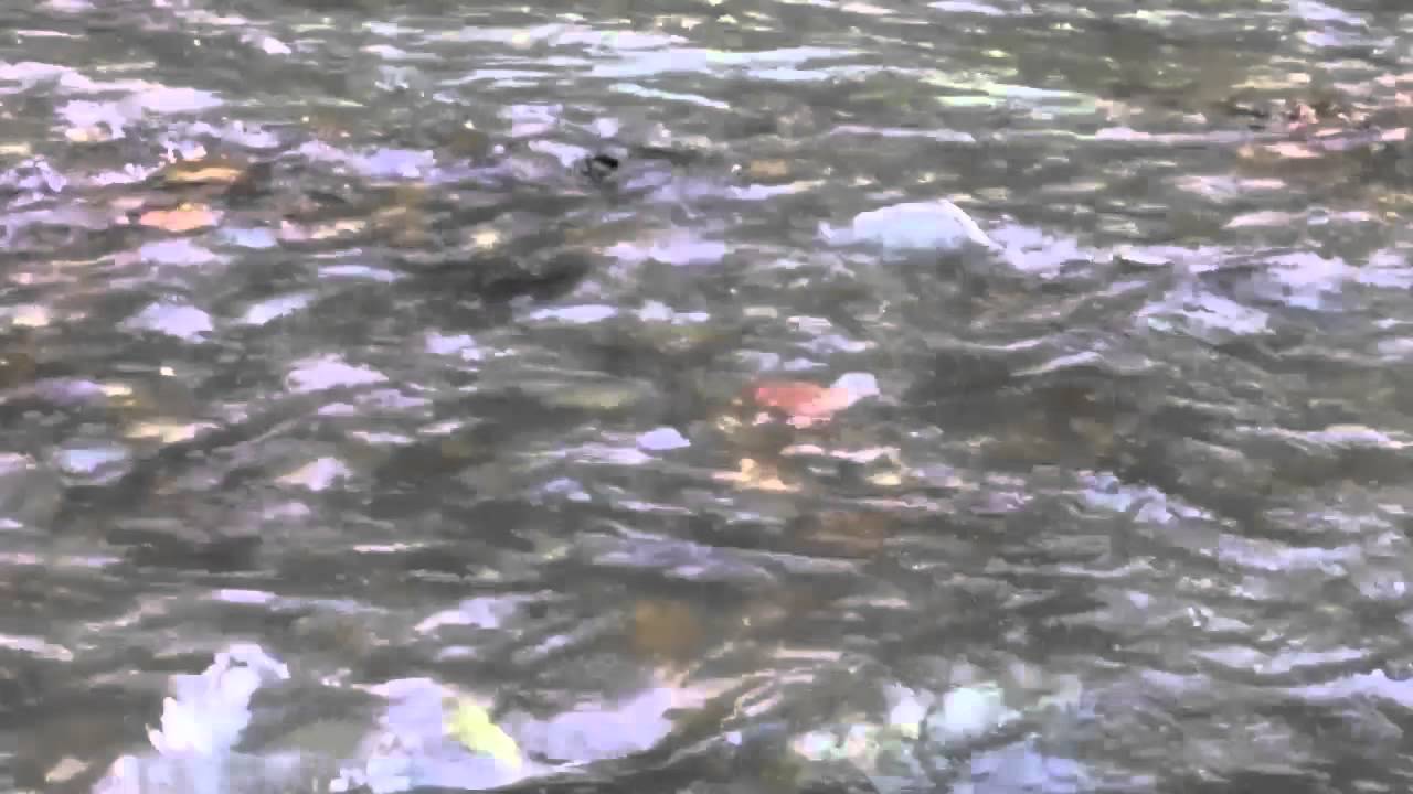 The Journey Upstream