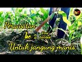 Perawatan ke 2 untuk jagung manis