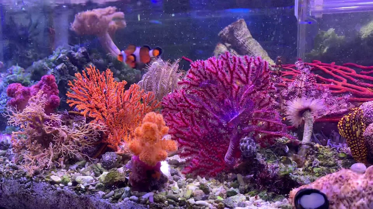 イソバナ 海水魚図鑑 過去入荷 サンゴ イソギンチャク ソフトコーラル 海水魚ショップ やどかり屋