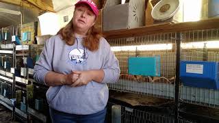 The Most Common Rabbit Breeding Problems and Their Solutions