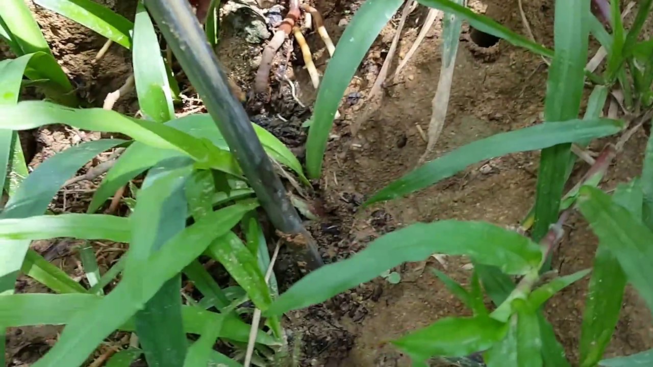 Termite control in Singapore- Pest Control Singapore