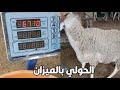 الحولي ديال العيد بالميزان مع محمد زين الدين