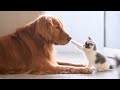 BIG DOGS 🐶 Meeting Cute Kittens 🐱 For The First Time (NEW)