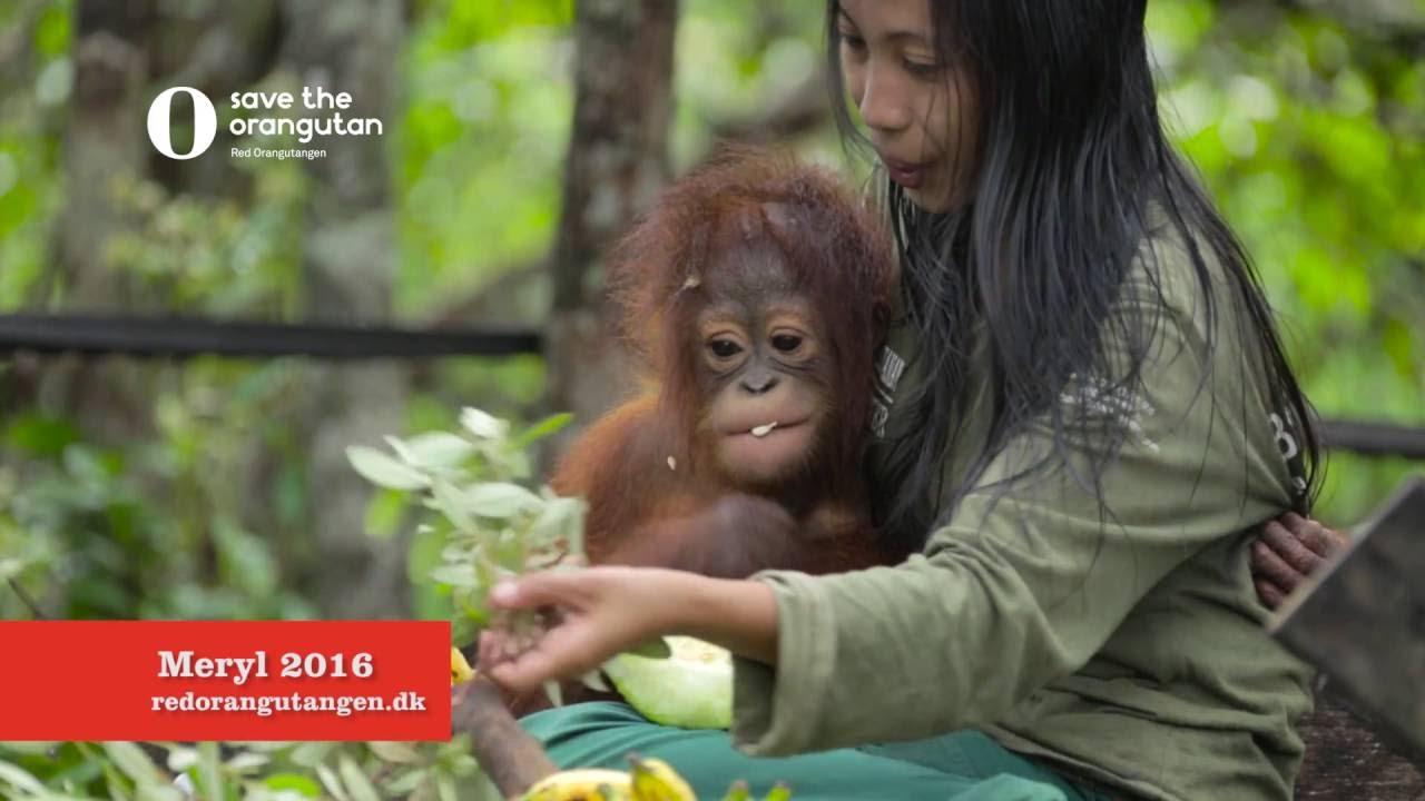 Meryl i Vuggestuen, Red Orangutangen 2016