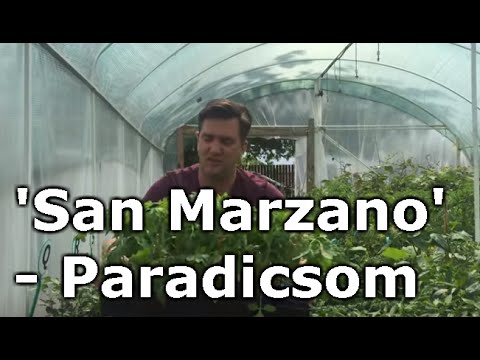 Lycopersicon 'San Marzano' - Paradicsom - YouTube