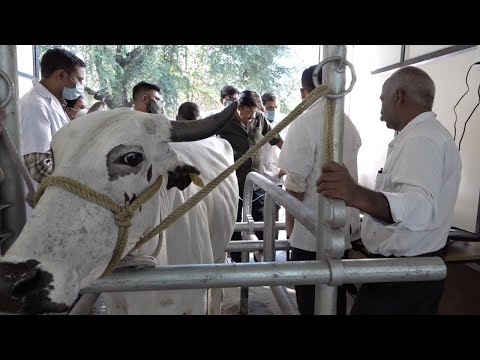 या पद्धतीने 2 लिटर दुध देणारी गाय बनेल 25 लिटर दुध देणारी गाय । New Farming Techniques | Cow IVF