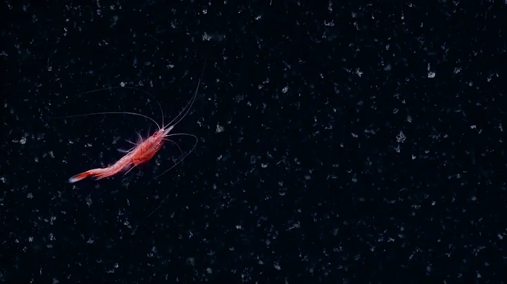 Spectacular Swimming Shrimp | Nautilus Live - DayDayNews